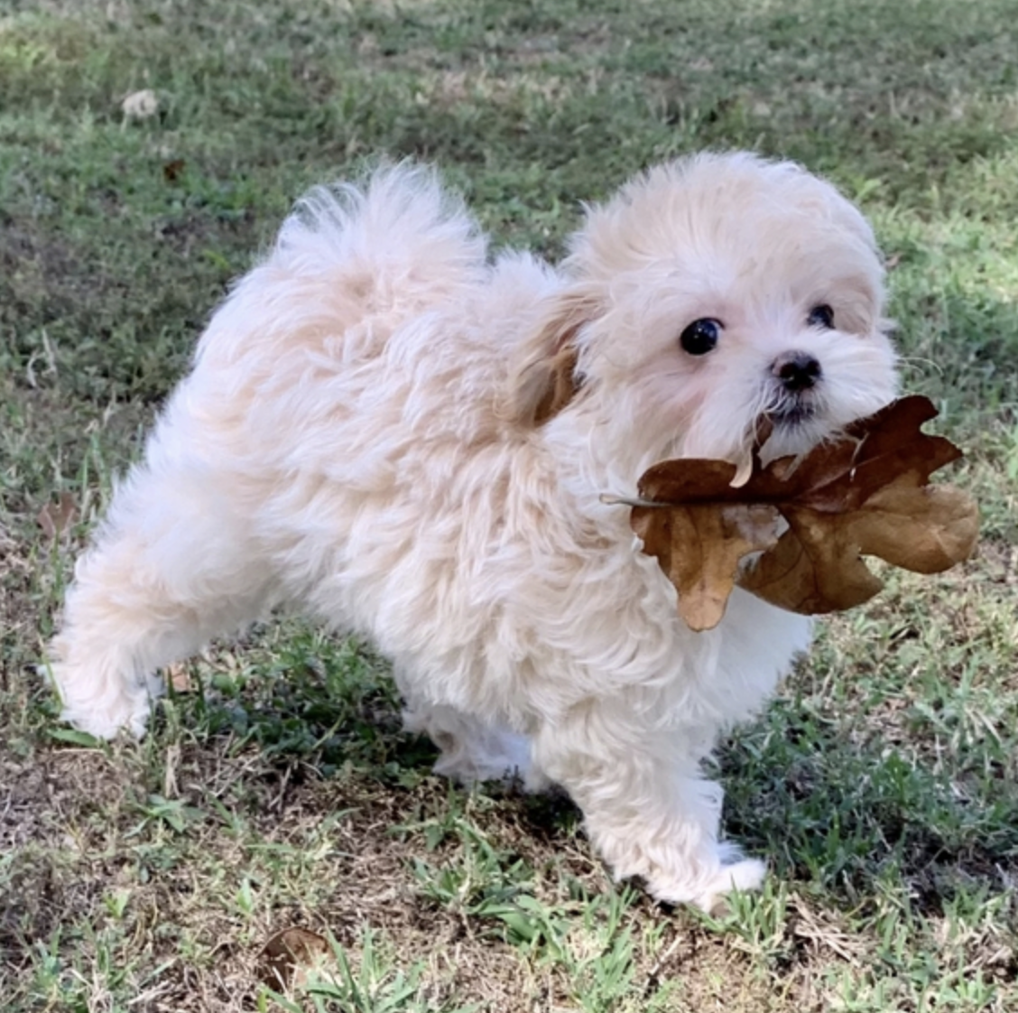 comprar cachorros sanos, baratos y asequibles para la venta